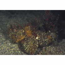 Scorpaenopsis neglecta Heckel, 1837