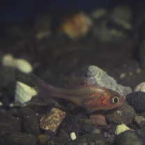 Apogon indicus Greenfield, 2001