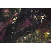 Istiblennius enosimae (Jordan et Snyder, 1902)