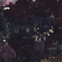 Istiblennius enosimae (Jordan et Snyder, 1902)