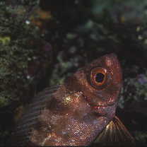 Heteropriacanthus carolinus (Cuvier, 1829)