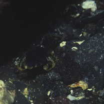 Neosynchiropus ocellatus (Pallas, 1770)