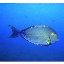 Acanthurus xanthopterus Valenciennes, 1835