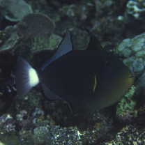 Melichthys vidua (Richardson, 1845)