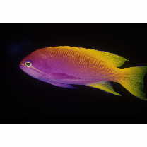 Pseudanthias bimaculatus (Smith, 1955)