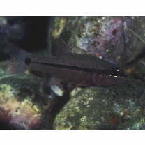 Pristiapogon fraenatus (Valenciennes, 1832)