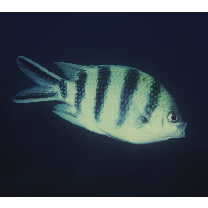 Abudefduf sexfasciatus (Lacepede, 1801)