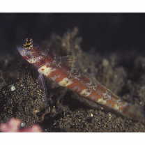 Amblyeleotris periophthalma (Bleeker, 1853)