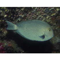 Acanthurus mata (Cuvier, 1829)