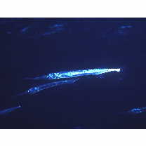 Strongylura incisa (Valenciennes, 1846)