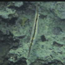 Aeoliscus strigatus (Gunther, 1861)