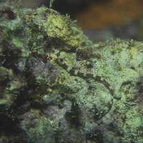 Corythoichthys amplexus Dawson et Randall, 1975