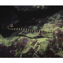 Doryrhamphus (Dunckerocampus) dactyliophorus (Bleeker, 1853)