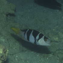 Plectropomus laevis (Lacepede, 1801)