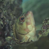 Epinephelus fasciatus (Forsskal, 1775)