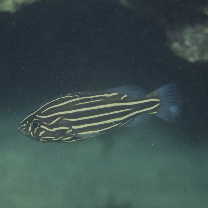 Grammistes sexlineatus (Thunberg, 1792)