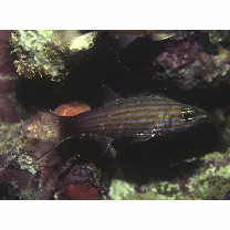 カスミヤライイシモチ