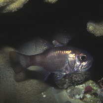 Nectamia bandanensis (Bleeker, 1854)