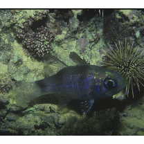 Nectamia bandanensis (Bleeker, 1854)