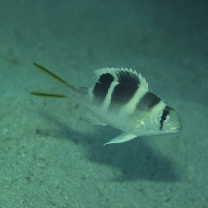 Monotaxis grandoculis (Forsskal, 1775)