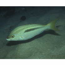 Scolopsis monogramma (Cuvier, 1830)