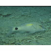 Parupeneus indicus (Shaw, 1803)