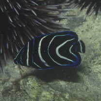 Pomacanthus semicirculatus (Cuvier, 1831)