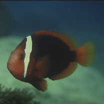 Amphiprion frenatus Brevoort, 1856