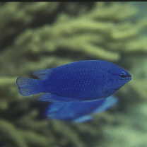 Chrysiptera cyanea (Quoy et Gaimard, 1825)