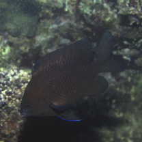 Stegastes obreptus (Whitley, 1948)