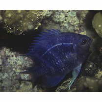 Amblyglyphidodon curacao (Bloch, 1787)