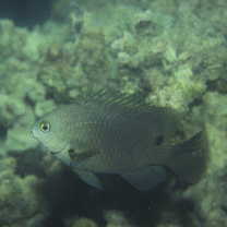 Stegastes nigricans (Lacepede, 1802)