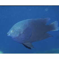 Neoglyphidodon melas (Cuvier, 1830)