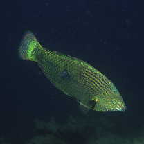 Halichoeres marginatus Ruppell, 1835