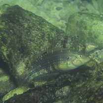 Halichoeres miniatus (Valenciennes, 1839)