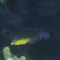 Anampses twistii Bleeker, 1856