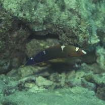 Coris gaimard (Quoy et Gaimard, 1824)