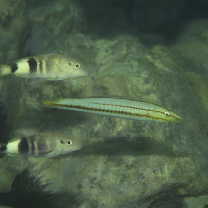 Hologymnosus doliatus (Lacepede, 1801)