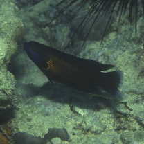 Labropsis manabei Schmidt, 1931