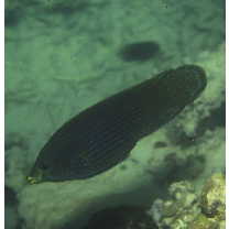 Labrichthys unilineatus (Guichenot, 1847)