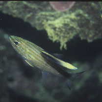 カスミヤライイシモチ