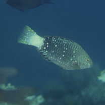 Scarus prasiognathos Valenciennes, 1840