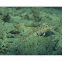 Parapercis multiplicata Randall, 1984