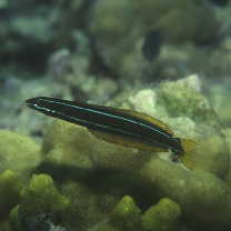 Plagiotremus rhinorhijnchos (Bleeker, 1852)