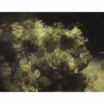 Salarias fasciatus (Bloch, 1786)