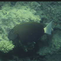 Acanthurus maculiceps (Ahl, 1923)