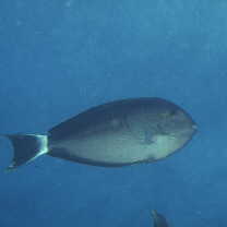 Acanthurus mata (Cuvier, 1829)