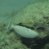 Sufflamen chrysopterum (Bloch et Schneider, 1801)