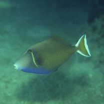 Sufflamen chrysopterum (Bloch et Schneider, 1801)