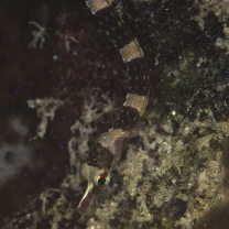 Corythoichthys amplexus Dawson et Randall, 1975